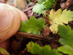 Polystichum kruckebergii
