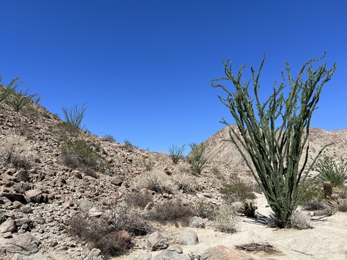 iNaturalist observation photo of ocotillo