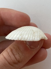 Arcidae
