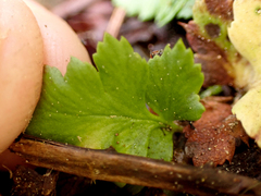 Polystichum kruckebergii