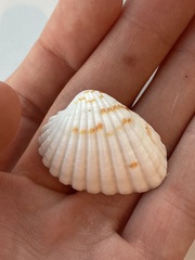 Cardites bicolor