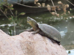 Kinosternon hirtipes