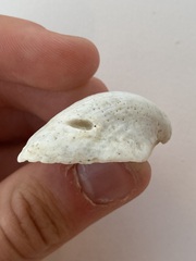Arcidae
