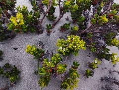 Chorizanthe mieresii