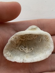 Arcidae