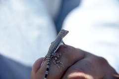 Callisaurus draconoides