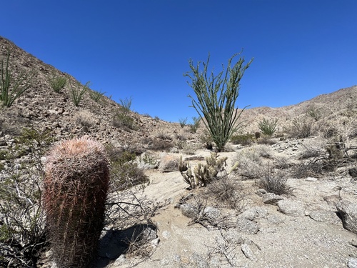 iNaturalist observation photo of California Barrel Cactus