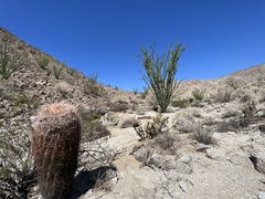 Ferocactus cylindraceus