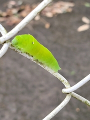 Graphium sarpedon nipponum