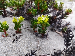 Chorizanthe mieresii