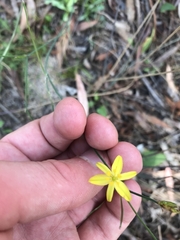 Tricoryne elatior