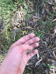 Tricoryne elatior