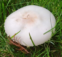 Leucoagaricus leucothites