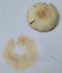 Leucoagaricus leucothites