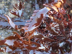 Prionitis lanceolata