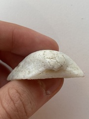 Arcidae