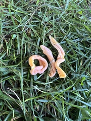 Clavulinopsis appalachiensis