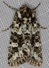 Lacinipolia strigicollis