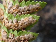 Polystichum scopulinum