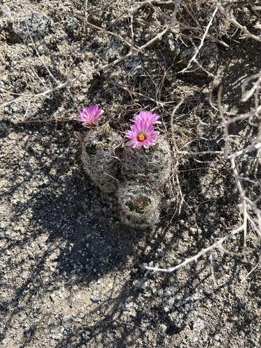 iNaturalist observation photo of Common Fishhook Cactus