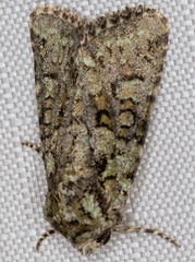 Lacinipolia strigicollis