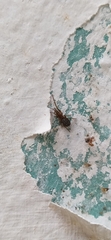 Labahitha marginata
