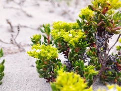 Chorizanthe mieresii