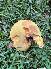 Suillus sinuspaulianus