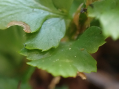 Polystichum kruckebergii