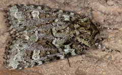 Lacinipolia strigicollis