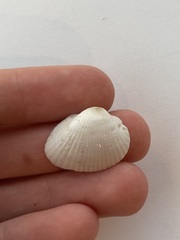 Arcidae