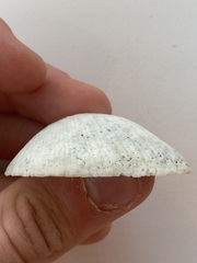 Arcidae