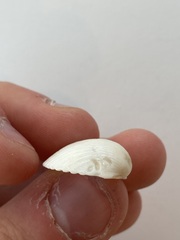 Arcidae