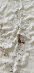 Labahitha marginata