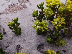 Chorizanthe mieresii