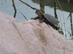 Kinosternon hirtipes