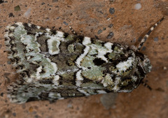 Lacinipolia strigicollis