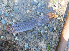 Saccharina latissima