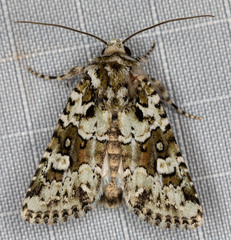 Lacinipolia strigicollis