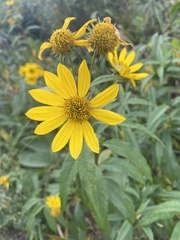 Helianthus pauciflorus