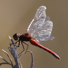 Sympetrum rubicundulum