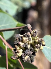 Cynipoidea