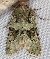 Lacinipolia strigicollis