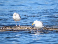 Larus glaucescens