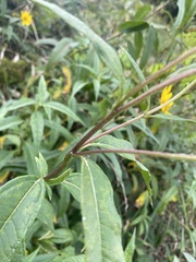 Helianthus pauciflorus