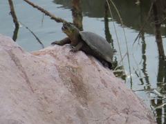 Kinosternon hirtipes