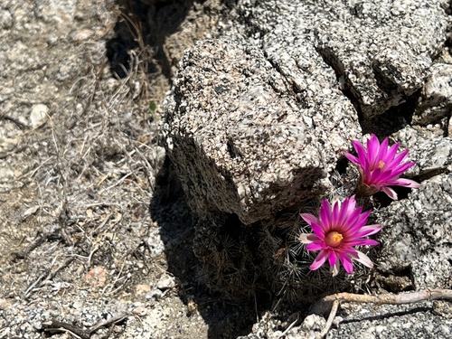 iNaturalist observation photo of Common Fishhook Cactus