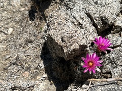 Mammillaria tetrancistra