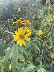 Helianthus pauciflorus