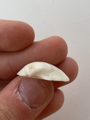 Arcidae